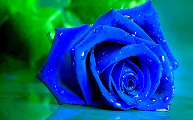Blue Rose Flower  Garden Plant Viable Seeds - UK Stock - FREE Postage