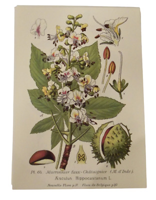 Antike Plakat Botanik Plakat Art Druck A3 Brown Rosskastanie Blume Fruit Bog 