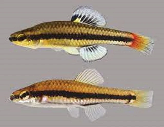 5 Bluefin Killifish (Lucania goodei) wild caught from SW Florida