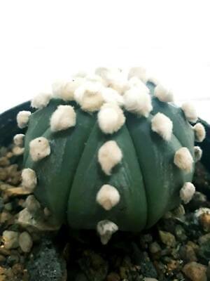 PHYTO certificate Details about   Astrophytum asterias OOIBO RENSEI japan cactus 10 SEED 