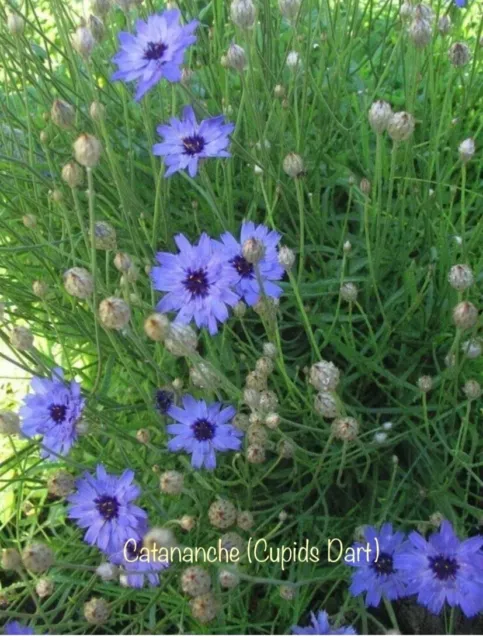 1 Catananche (Cupids Dart) Plug Plant