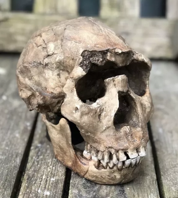 HOMO ERGASTER  “NARIOKOTOME BOY" - KNM-WT 15000  Skull Replica 1:1 size