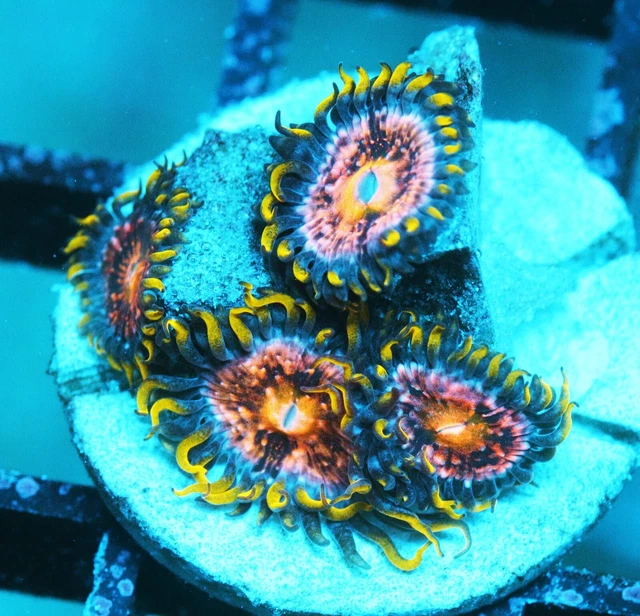 NIRVANA ZOA ZOANTHIDS Paly Zoa SPS LPS Corals, WYSIWYG 16.50 PicClick