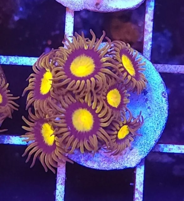 Live Coral Robbie's Corals King Midas Zoanthid Polyps 6 Polyps