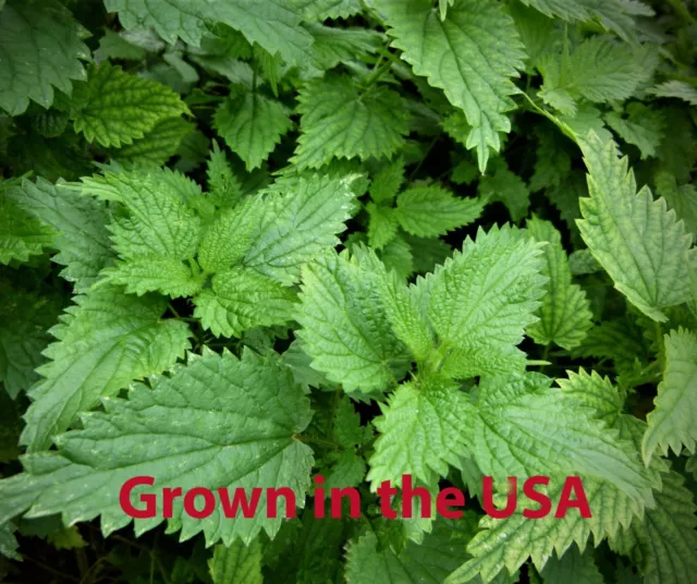 ORGANIC STINGING NETTLE Seeds (Urtica dioica), 300+++ Seeds, July '23 ...