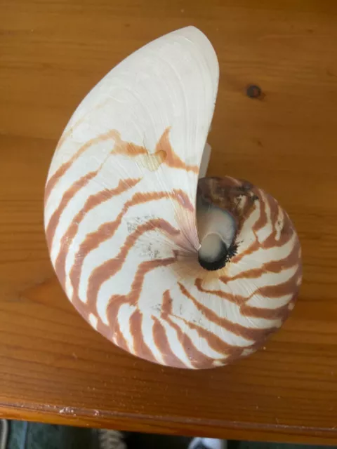 sea shells nautilus shell one small fissure