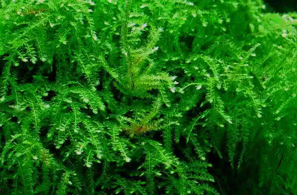 * Weeping Moos Moss - Vesicularia ferriei - 150 ml Portion - Super Qualität *
