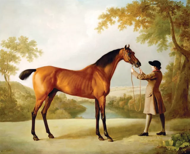 George Stubbs "Tristram Shandy" british english portrait horse Brown Artwork