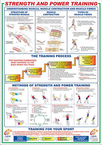 Arm Workout TRICEPS Professional Weight Training Fitness 24x36 POSTER Wall  Chart