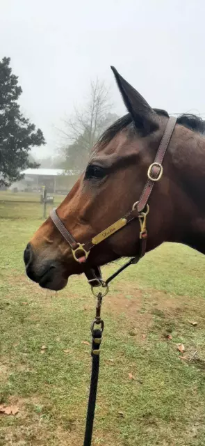 Horse Leather Halter by Leaders - available in 4 sizes