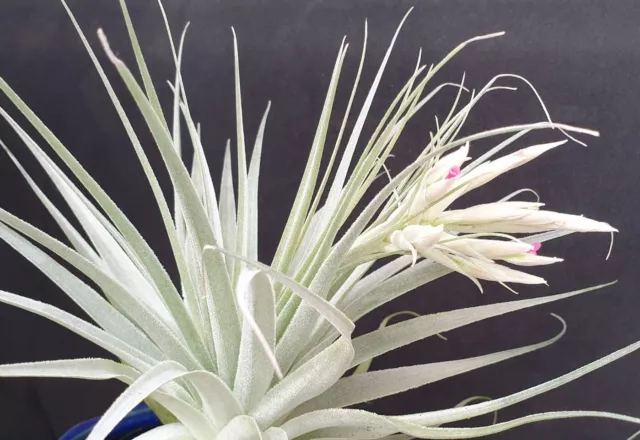 Air Plant, Bromeliad, Tillandsia gardneri Air Plant x 1