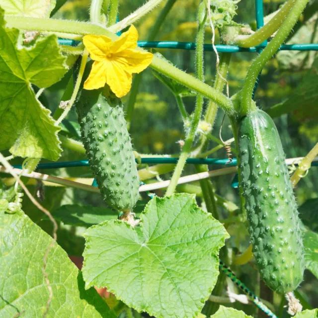 National Pickling Cucumbers - Seeds - Organic - Non Gmo - Heirloom Seeds