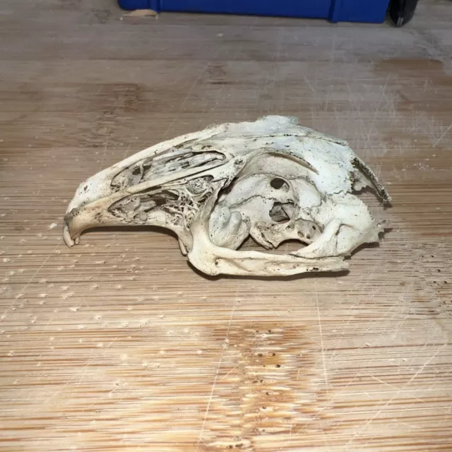 Real Rabbit Skull- As Found. Taxidermy Goth Wiccan Witch Pagan Occult Bone