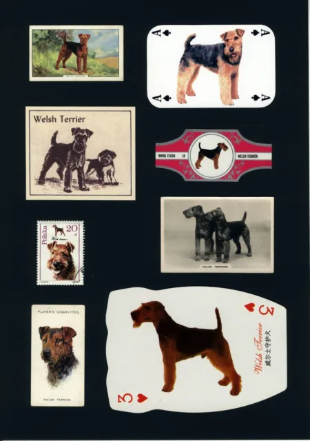 Welsh Terrier Ready Mounted Set Vintage Dog Collectable Cards Bands Stamps