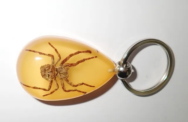 Insect Acrylic Key Ring Ghost Spider Specimen Amber Clear Glow in the Dark YK09A