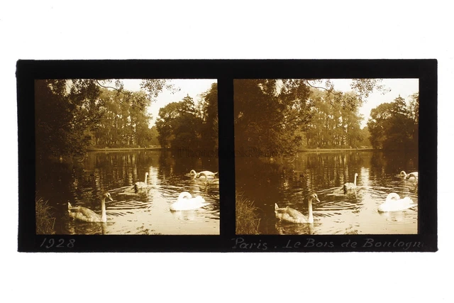 Bois de Boulogne Paris France Photo Stereo Plaque de verre Vintage 1928 