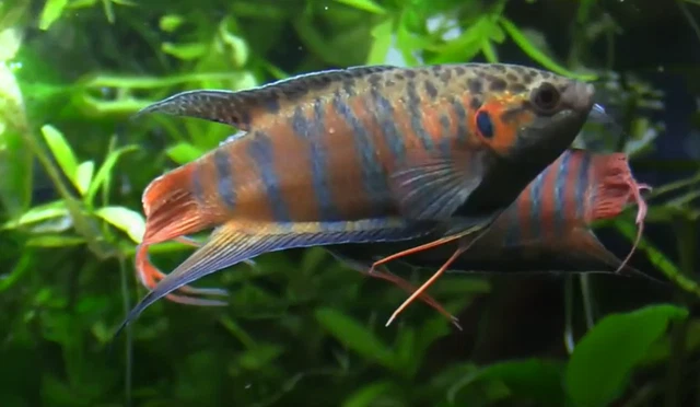 1" - 3" Blue Paradise Gourami Live Fish