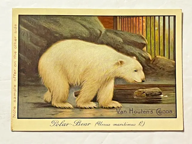 Victorian Van Houten's Cocoa Zoon Chicago Polar Bear Trade Card for Sample Tin