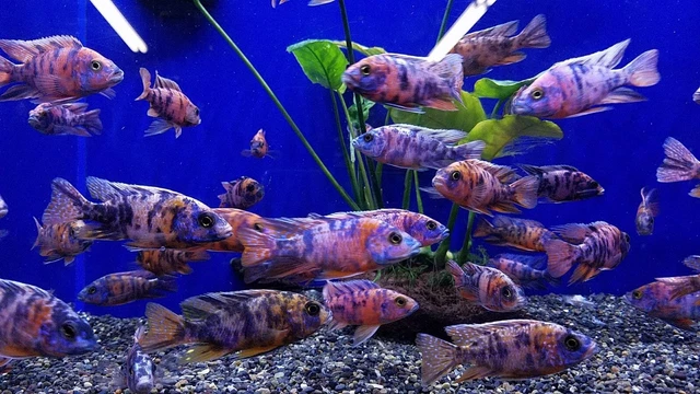 1 Live Male OB Peacock African Cichlid 3-4" Inches Freshwater Tropical Fish A+++