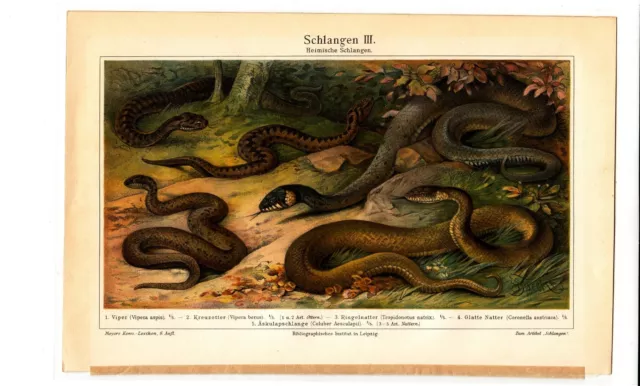 1894 SNAKES SNAKE VIPER Antique Chromolithograph Print 