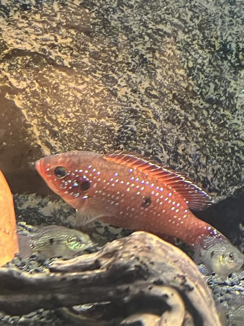 2  Live Blood Red Jewel Cichlid  3”-4” Long