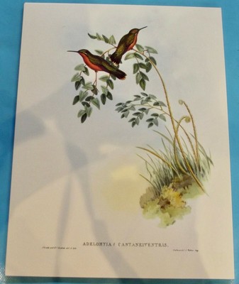 Colibri Old Mappa Arte Stampa Manifesto Uccelli Mosche Colibrì Gouldia Conyersi 