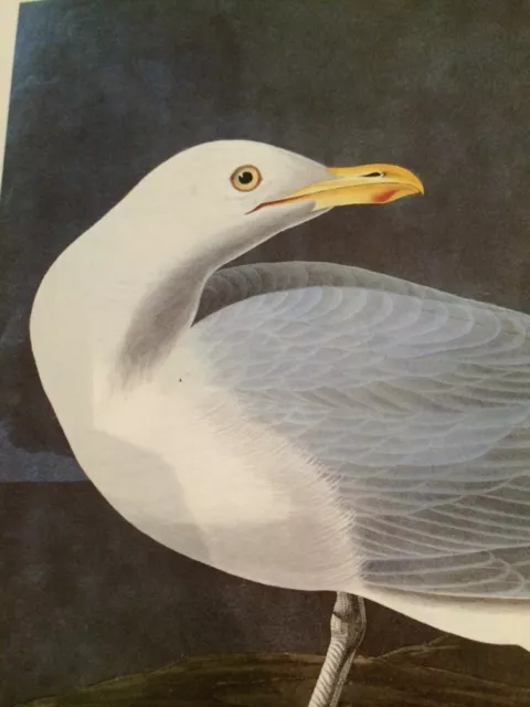 Glaucous Gull Burgomaster Gull Audubon Bird Print Picture Poster 189