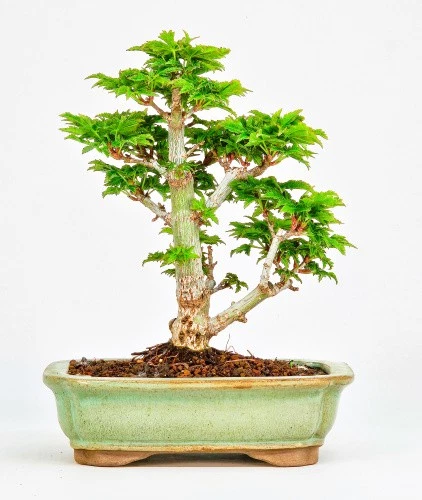 hoka en bonsai Hokkaido Elm Modern Bonsai main image 0