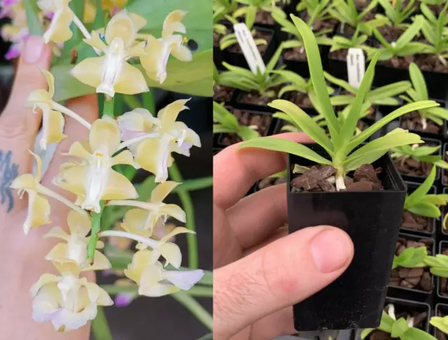 RON Aerides Orchid SPECIES Aer. houlletiana semi alba x self 50mm Pot Size