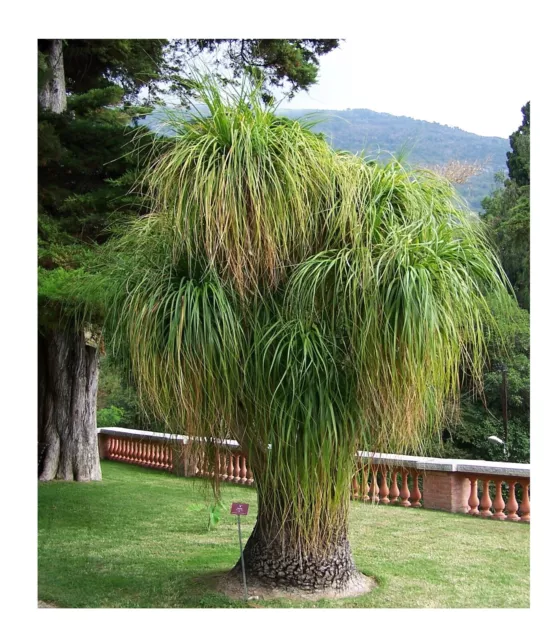 1000 semi di palma zampa di elefante -Beaucarnea recurvata-