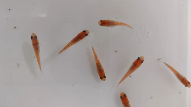 8 Orange Sparkled Medaka Rice Fish - Homebred - Free Shipping!!!