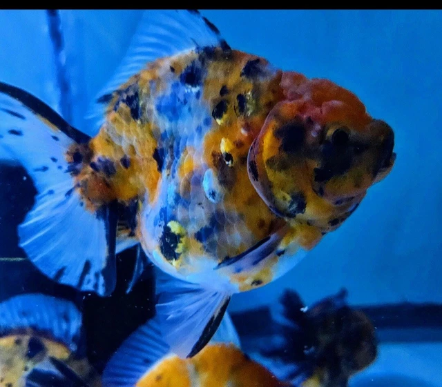 Live Fancy Goldfish Apache Rosetail Oranda 4.5in