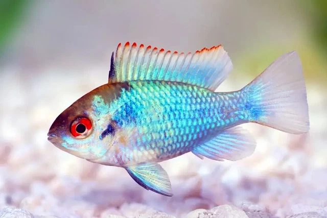 3x Electric  Blue Ram (1.25"-"1.5") Live Fish
