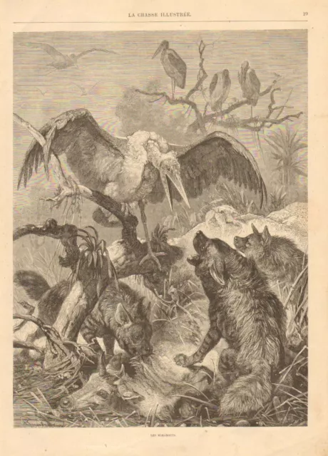Scavengers, by Specht, Hyenas, Birds, Vintage 1872 French Antique Art Print