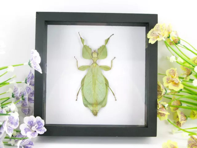 Walking Leaf - Phyllium celebicum  im 3D Schaukasten - Insekten - Blatt - Box