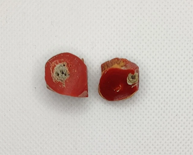 Corail Rouge Naturel Poli - Pierre Précieuse Brute En Vrac - Lot De 2 Pièces