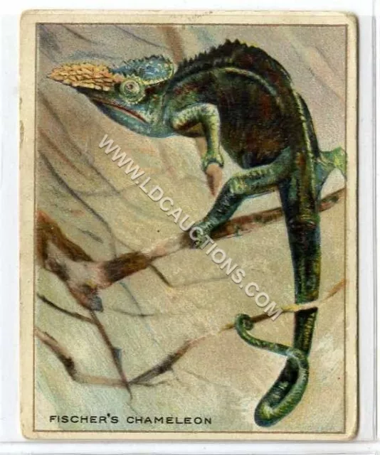 (Ga1818-454) American Tob Co., T29 Animals, Fischers Chameleon 1909 G-VG