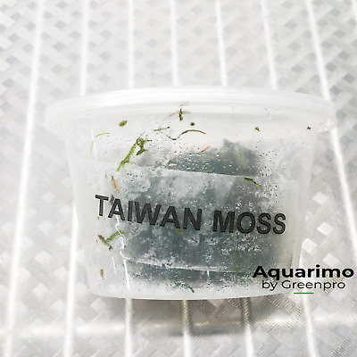 Taiwan Moss Cup Tropical Live Aquarium Plant Aquascaping Fish Tank Decoration