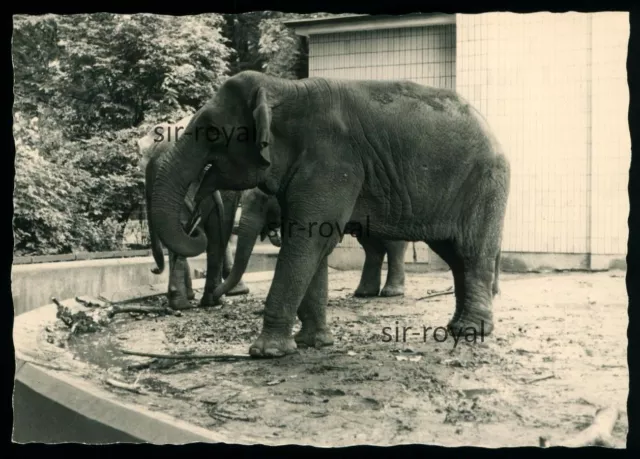 Zoo Frankfurt Main 1963 - Elefanten - 1960er - Foto 10x7cm