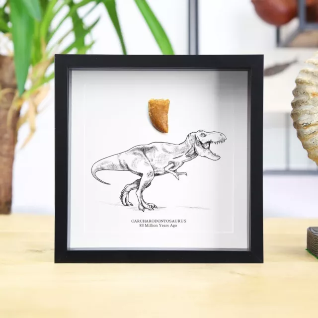 Dinosaur Tyrannosaurus T Rex Tooth & Illustration - Fossil  Jurassic Archaeology