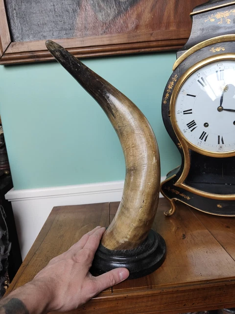 TROPHEE CHASSE MASSACRE BOIS CABINET DE CURIOSITES