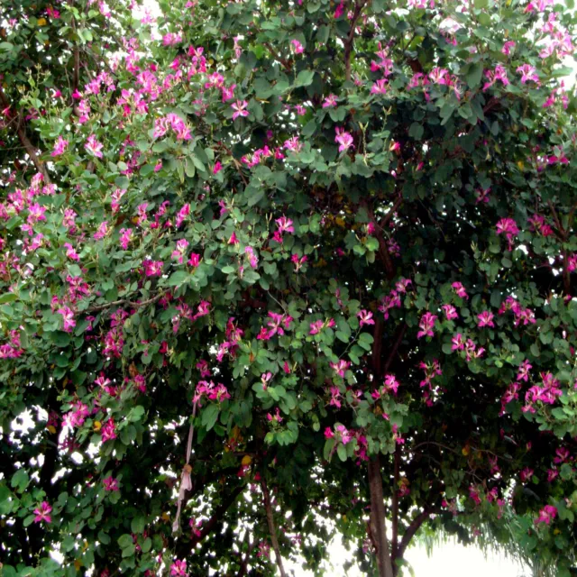 Pink Orchid Tree Seeds (Bauhinia monandra) Tropical Butterfly Flower Plant RARE!