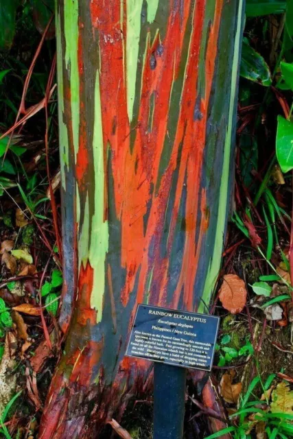 EUCALYPTUS DEGLUPTA - RAINBOW EUCALYPTUS / RAINBOW, 10 semillas