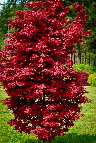 ACERO ROSSO GIAPPONESE Acer palmatum Twombly's Red Sentinel