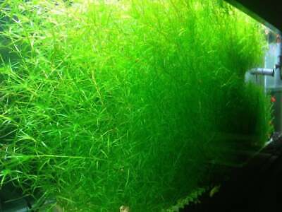 !!!SALL!!!  1 cup Guppy Grass -Najas guadalupensis Floating