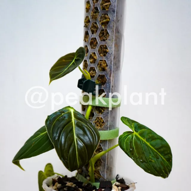 Moss Pole Pin | Aroid Rare Plant