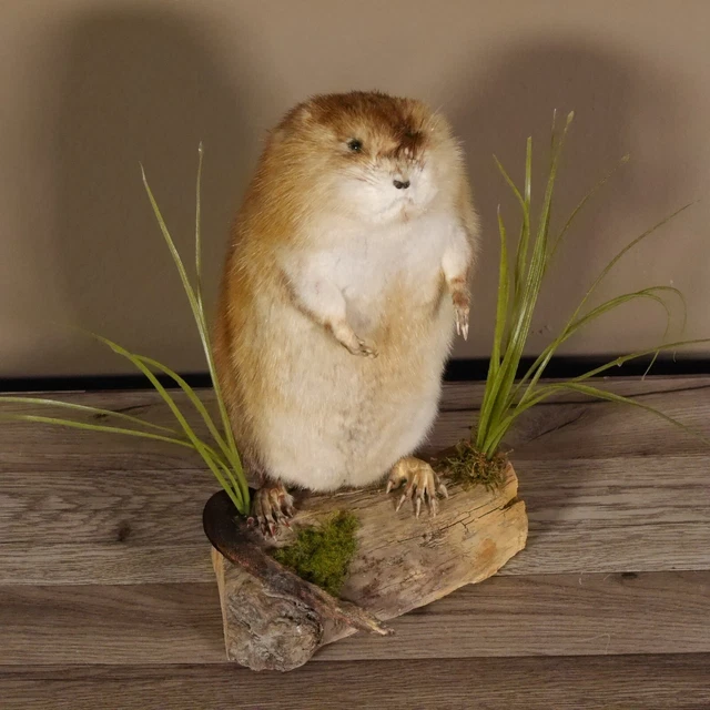 Bisamratte Rata Preparado Nuevo Decoración Podio Altura 31CM para Animales
