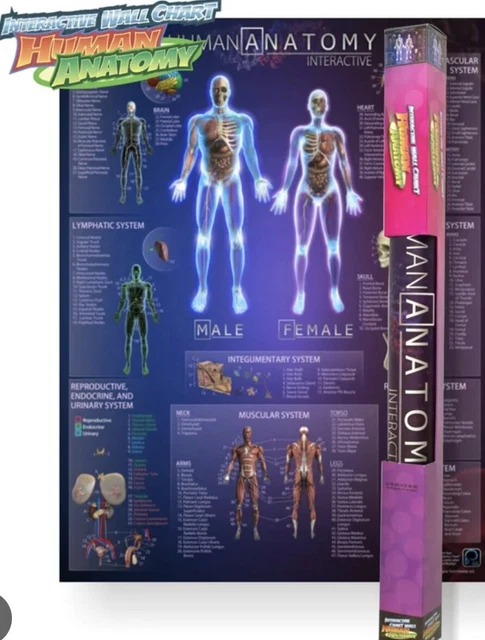 HUMAN ANATOMY INTERACTIVE Wall Chart With App 34x42 Inches £10.50 ...