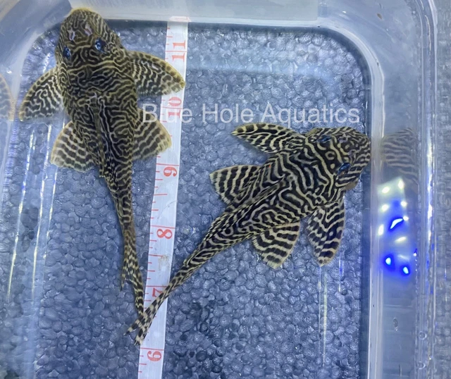 L333 Gold & Black Pleco 4.5-5”