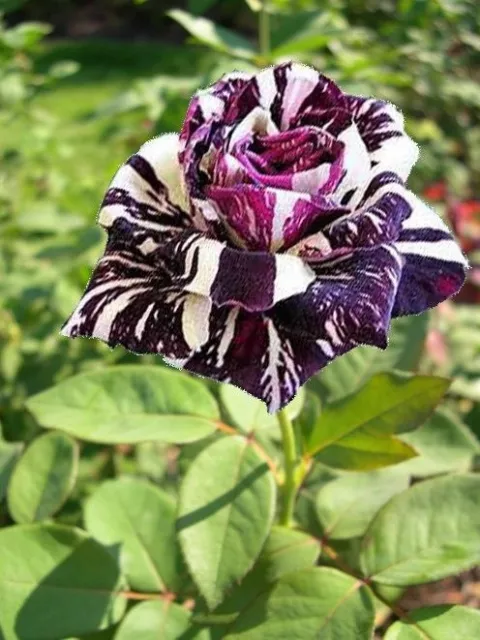 50 Rare Black Dragon Rose Fresh Seeds, Exotic Home Garden Flower Plant Seeds